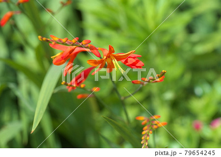 ヒメヒオウギズイセン 緑背景 の写真素材