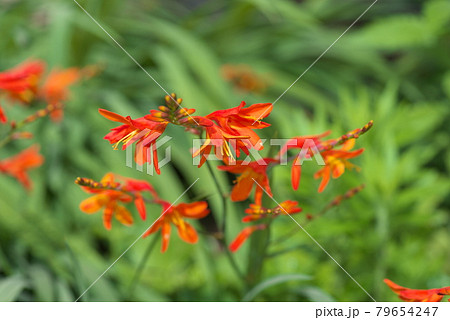 ヒメヒオウギズイセン【緑背景】 79654247