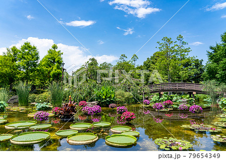 滋賀県草津市 水生植物公園みずの森のウォーターガーデン花影の池の写真素材