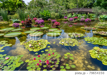 滋賀県草津市 水生植物公園みずの森のウォーターガーデン花影の池の写真素材