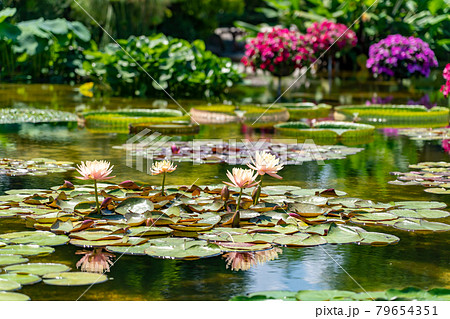 滋賀県草津市 水生植物公園みずの森のウォーターガーデン花影の池の写真素材