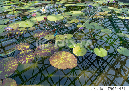 滋賀県草津市　水生植物公園みずの森の温室ロータス館の池に浮かぶ水蓮の花 79654471