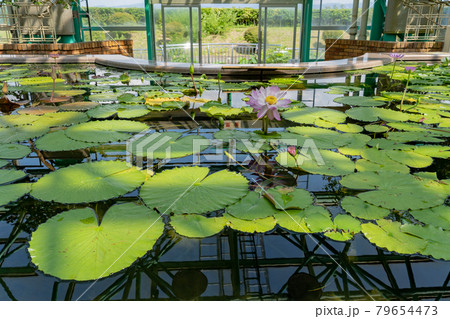 滋賀県草津市　水生植物公園みずの森の温室ロータス館の池に浮かぶハスの花 79654473