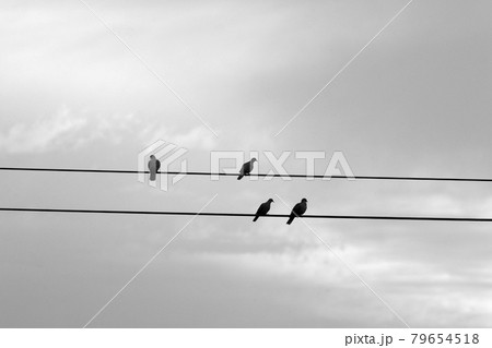 birds sit on electrical wires through which current flows birds sit on electrical wires through which current flows 79654518