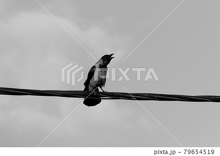 birds sit on electrical wires through which current flows birds sit on electrical wires through which current flows 79654519