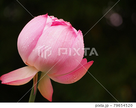 蓮の花　ロータス 79654520