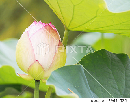 蓮の花 ロータスの写真素材