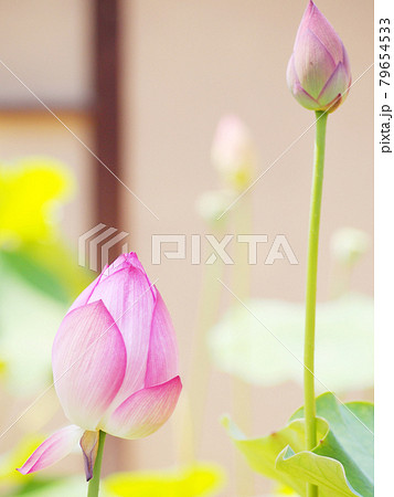 蓮の花　ロータス 79654533