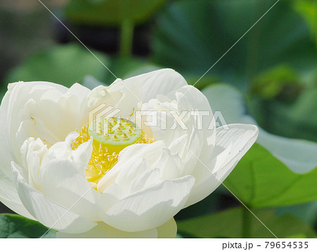 蓮の花　ロータス 79654535