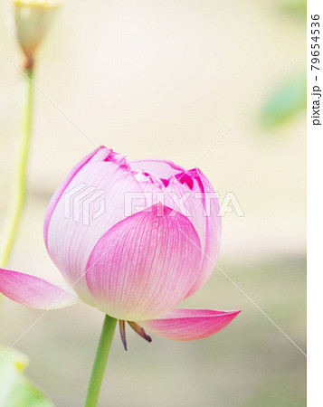 蓮の花　ロータス 79654536