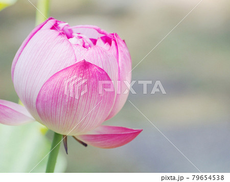 蓮の花　ロータス 79654538