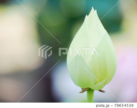 蓮の花　ロータス 79654539