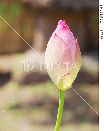 蓮の花 ロータス 蓮の花 ロータス 79654548