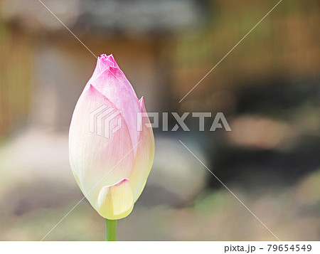 蓮の花 ロータス 蓮の花 ロータス 79654549