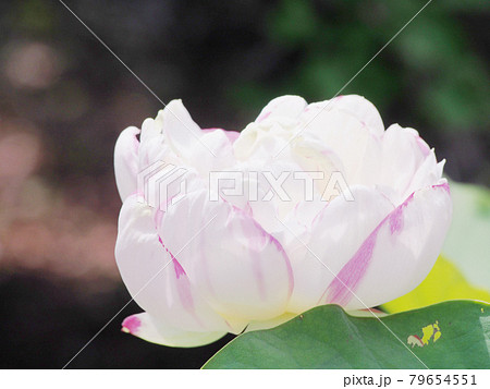 蓮の花 ロータス 蓮の花 ロータス 79654551