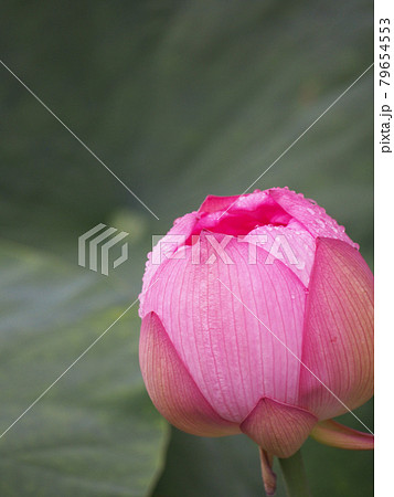 蓮の花　ロータス 79654553