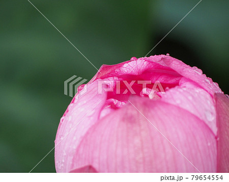 蓮の花　ロータス 79654554