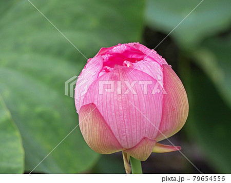 蓮の花 ロータスの写真素材