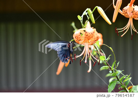 ナガサキアゲハ（長崎揚羽）とオニユリ 79654587