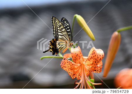 ナミアゲハ(並揚羽)とオニユリ ナミアゲハ(並揚羽)とオニユリ 79654729