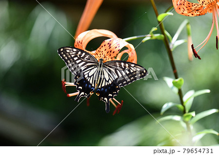 ナミアゲハ(並揚羽)とオニユリ ナミアゲハ(並揚羽)とオニユリ 79654731