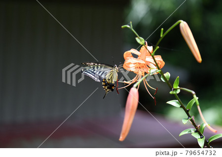ナミアゲハ(並揚羽)とオニユリ ナミアゲハ(並揚羽)とオニユリ 79654732