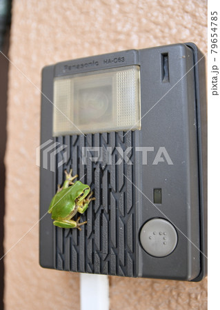 玄関のチャイムにしがみ付くアマガエル 玄関のチャイムにしがみ付くアマガエル 79654785