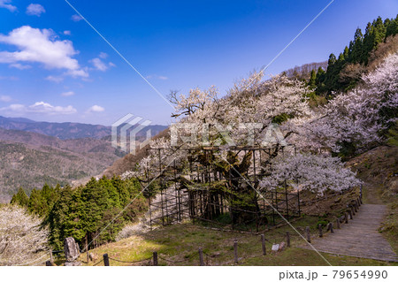 兵庫県養父市にある樽見の大桜と山道 79654990