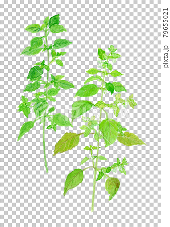 Melissa officinalis lemon balm 79655021