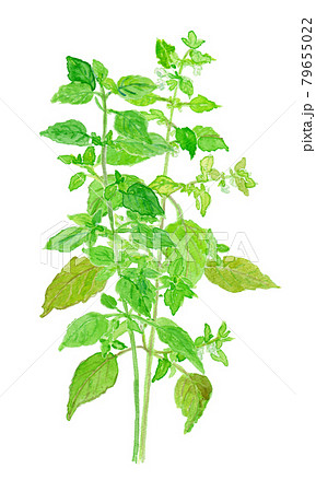 Melissa officinalis レモンバーム 79655022