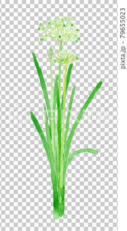Allium tuberosum leek flower Allium tuberosum leek flower 79655023
