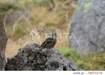 高山帯の野鳥イワヒバリ 79655079