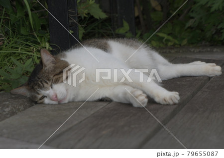 野良猫　横浜金井遊歩道 79655087