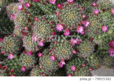 サボテン サボテン 79655382
