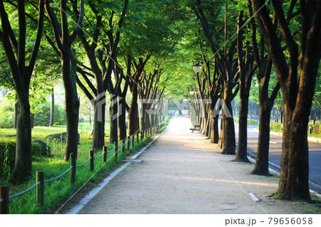 遊歩道 一本道 小道 79656058