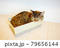 猫　箱入り　寝顔 79656144