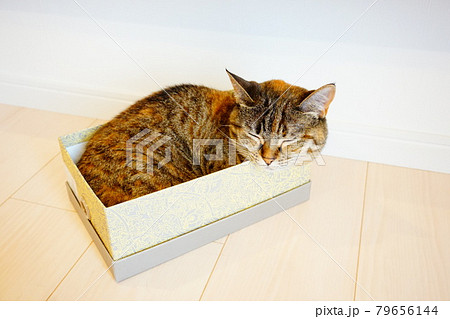 猫　箱入り　寝顔 79656144