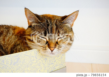 猫 寝顔 箱入りの写真素材