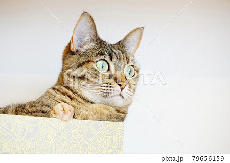 猫　見つめる 79656159