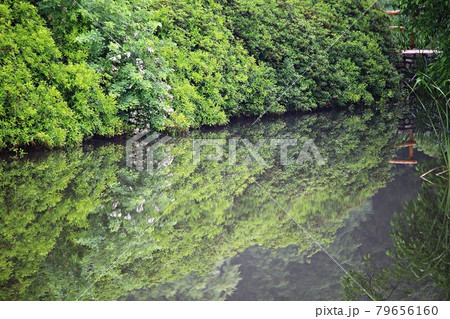 公園 花 ひときれ 79656160