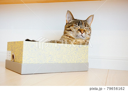 猫　箱で眠る 79656162