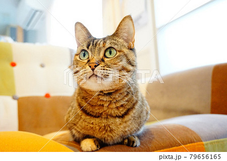 猫　見上げる 79656165