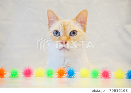 猫　見つめる 79656168