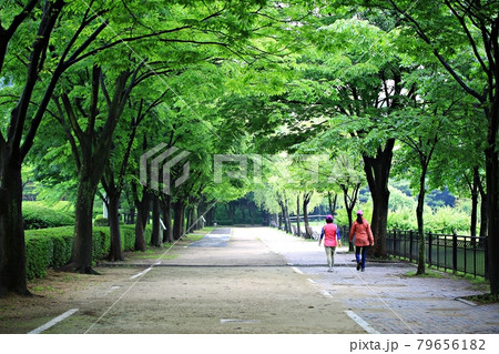 一本道 小道 木 79656182