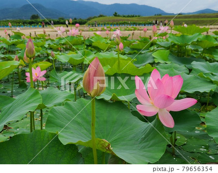 あつかし千年公園の中尊寺ハス 79656354
