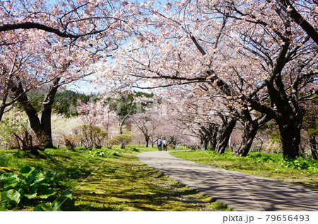 松前城の桜 79656493