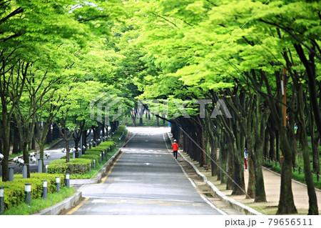 遊歩道 一本道 小道 79656511