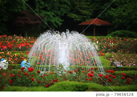 公園 花 噴水 79656528