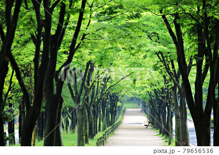 一本道 小道 木 79656536