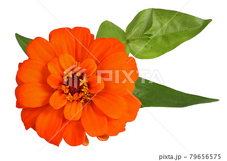 Orange zinnia plant isolated on white. View from above. Very detailed, HDR, high resolution 79656575